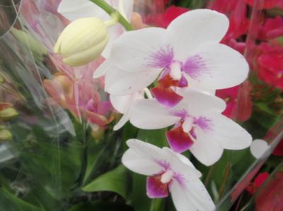 Pokojové rostliny - orchidee