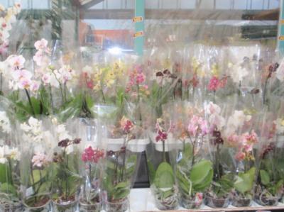 Pokojové rostliny - orchidee